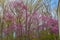 Illinois Early Spring Woodland Redbud Trees in Bloom