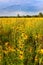 Illinois Prairie Flowers in Bloom