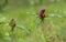 Illinois Spring Red Trillium Wildflowers