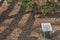 Illiterate squirrel on mulched ground by a sign stating- Do not enter landscaped areas