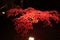 Illuminated autumn leaves in Shuzenji