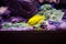 The illuminated bright yellow sea fish floats in the aquarium against the background of stones. Life in the oceanarium