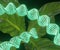 Illuminated DNA strand and plant leaf