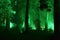 Illuminated forest at CHRISTMAS GARDEN