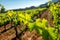 Illuminated grapevine leaves in vineyard.