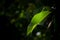 An illuminated leaf on a branch