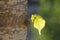 Illuminated leaf in a trunk