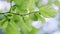 Illuminated leaves in woods. Spring sun gently shining through fresh green branches of a large beech tree. Bokeh.