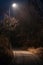 Illuminated pathway through the park with leafless trees late at night