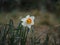 Illuminated scene of vibrant yellow and white Narcissus Barrett Browning flowers in a meadow