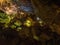 Illuminated Stalactites and stalagmites in Ngilgi cave in Yallingup