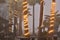 Illuminated strings of lights wrapped palm tree trunks foggy coastal Baja, Mexico