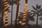 Illuminated strings of lights wrapped palm tree trunks foggy coastal Baja, Mexico