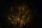 Illuminated tree in the darkness - great for a cool background or wallpaper