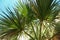 Illuminated Washingtonia filifera, California fan palm leaves against blue sky in medieval fortress village Monemvasia