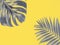 Illuminating yellow and ultimate gray - trendy colors of the year 2021. Vivid abstract background with grey palm and monstera