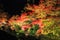 ILLUMINATION AT NABANA NO SATO,MIE,JAPAN.- with attractive autumn leaves