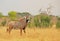 Illusive Roan Antelope standing on the dried yellow African plains in Hwange National Park