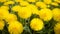 Illustrate a field of vibrant yellow dandelions