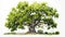 Illustrate the grandeur of an oak tree in white background