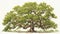 Illustrate the grandeur of an oak tree in white background