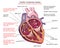 Illustrated Diagram Of Cardiac Conduction System 