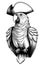 illustrated parrot in pirate hat, engraving black and white illustration on white background