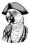 illustrated parrot in pirate hat, engraving black and white illustration on white background