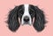 Illustrated Portrait of English Springer Spaniel dog