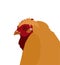 Illustrated portrait of a hen on a white background. Realistic vector illustration of a hens head or rooster. Agriculture concept.