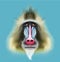 Illustrated portrait of Mandrill monkey