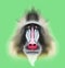 Illustrated portrait of Mandrill monkey.