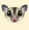 Illustrated portrait of Sugar glider