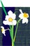 Illustrated white daffodils