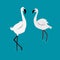 illustration of 2 white flamingos looking for food in the river