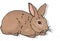 Illustration of an adorable brown rabbit isolated on a white background