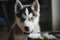 illustration, adorable husky eating, ai generative