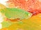 Illustration of Adult Arowana on Nature Background
