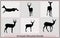illustration of African impala silhouettes in the wild,Black and white vector silhouettes of Impala
