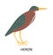 Illustration with American Green Heron. Cute cartoon character