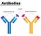 Illustration of the antibodies structure