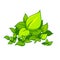 Illustration of the Anubias Plant on a white background