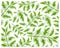 Illustration of Asystasia Gangetica Leaves on White Background