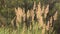 Illustration background texture concept: tall grass in the morning light, faded colors