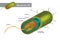 Illustration of a bacterial cell structure shows cell wall, membranes, plasmid dna and flagellum.