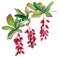 illustration of barberry branch with three inflorescence