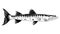 Illustration of Barracuda Fish Isolated Black and White