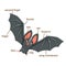 Illustration of bat vocabulary part of body