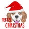 Illustration beagle dog Merry Christmas