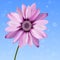 Illustration of beautiful gerbera